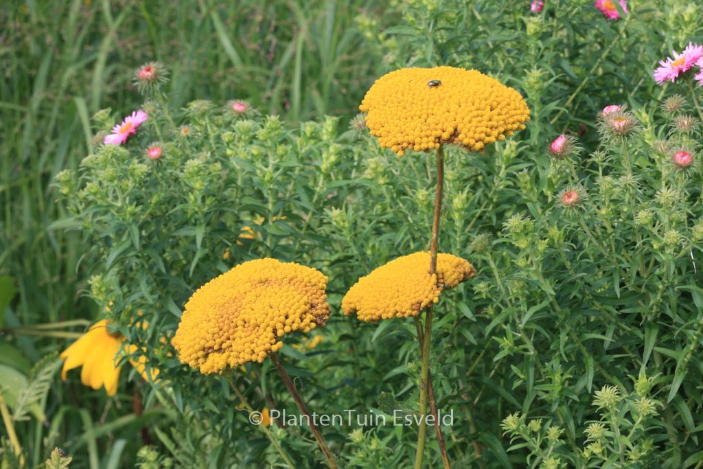 Achillea filipendulina ‚Cloth of Gold‘