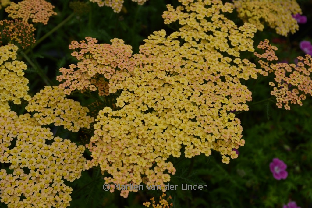Achillea filipendulina ‚Hannelore Pahl‘