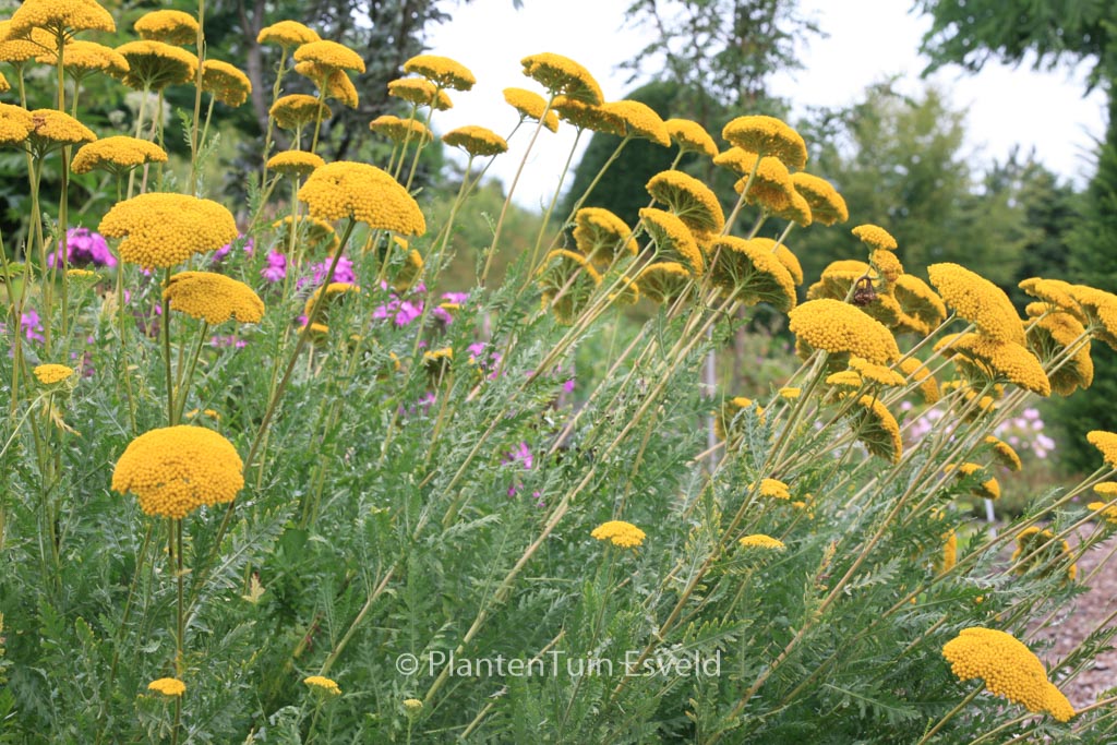 Achillea filipendulina ‚Parker’s Variety‘