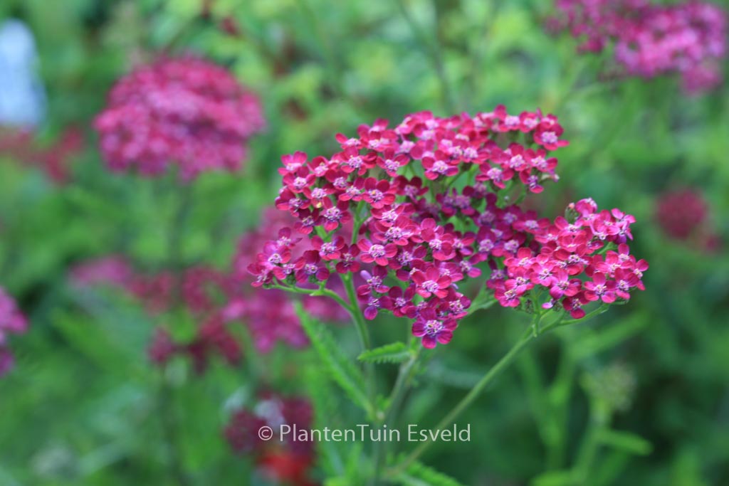 Achillea millefolium ‚Cassis‘