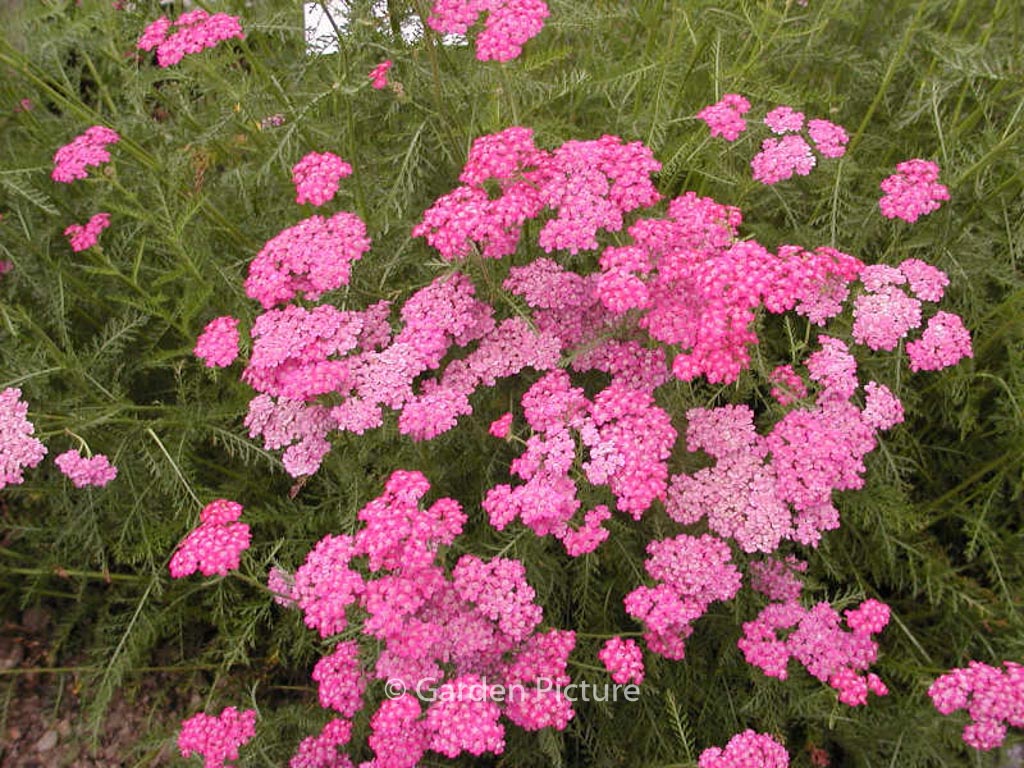 Achillea millefolium ‚Cerise Queen‘