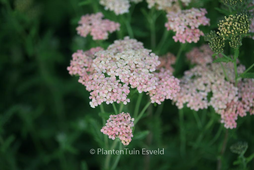 Achillea millefolium ‚Lachsschoenheit‘