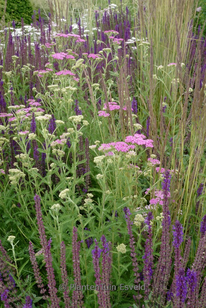 Achillea millefolium ‚Lilac Beauty‘
