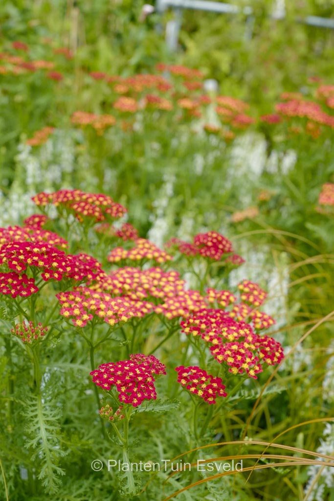 Achillea millefolium ‚Milly Rock Red‘