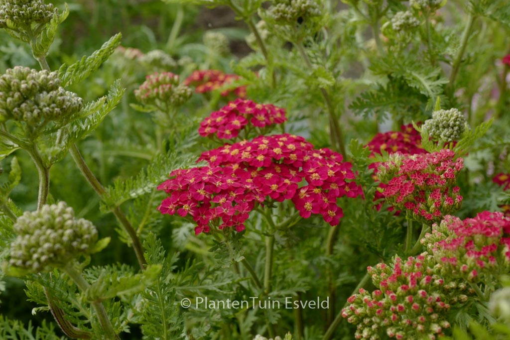 Achillea millefolium ‚Paprika‘