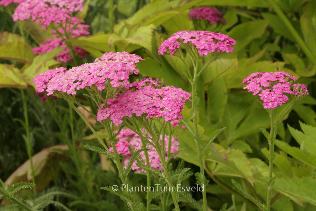 Achillea millefolium ‚Pretty Belinda‘