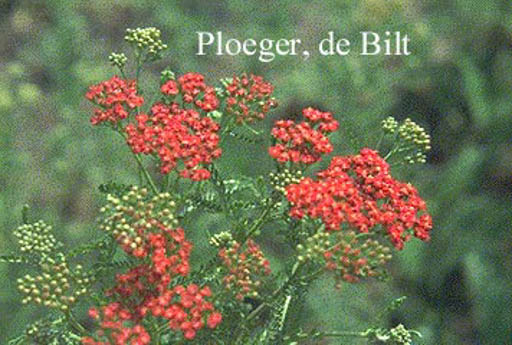 Achillea millefolium ‚Red Beauty‘