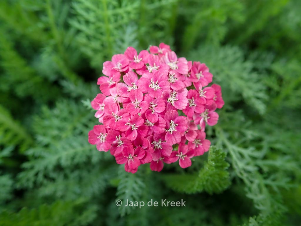 Achillea millefolium ‚Saucy Seduction‘