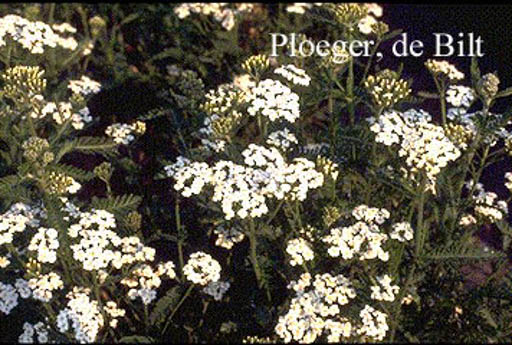 Achillea millefolium ‚Schneetaler‘