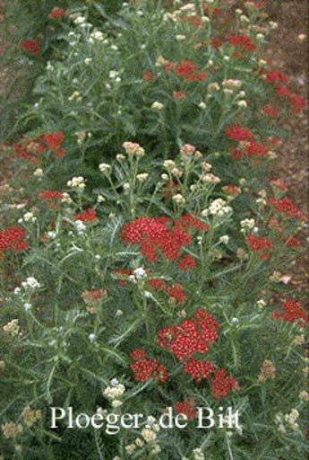 Achillea millefolium ‚Summerwine‘