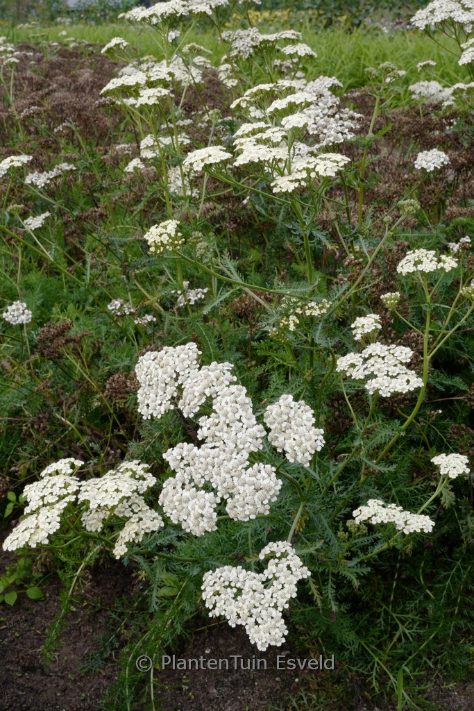 Achillea millefolium ‚Wesersandstein‘