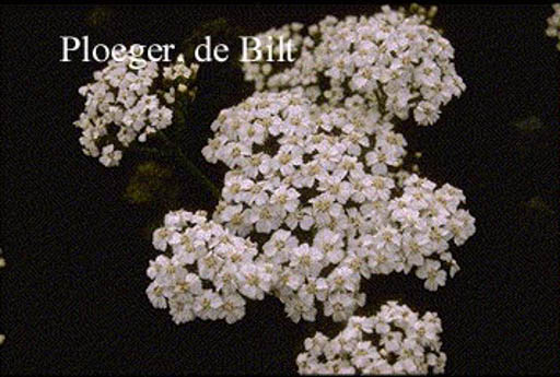 Achillea millefolium ‚White Beauty‘
