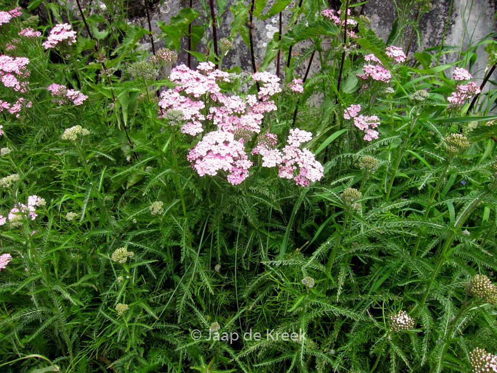 Achillea millefolium