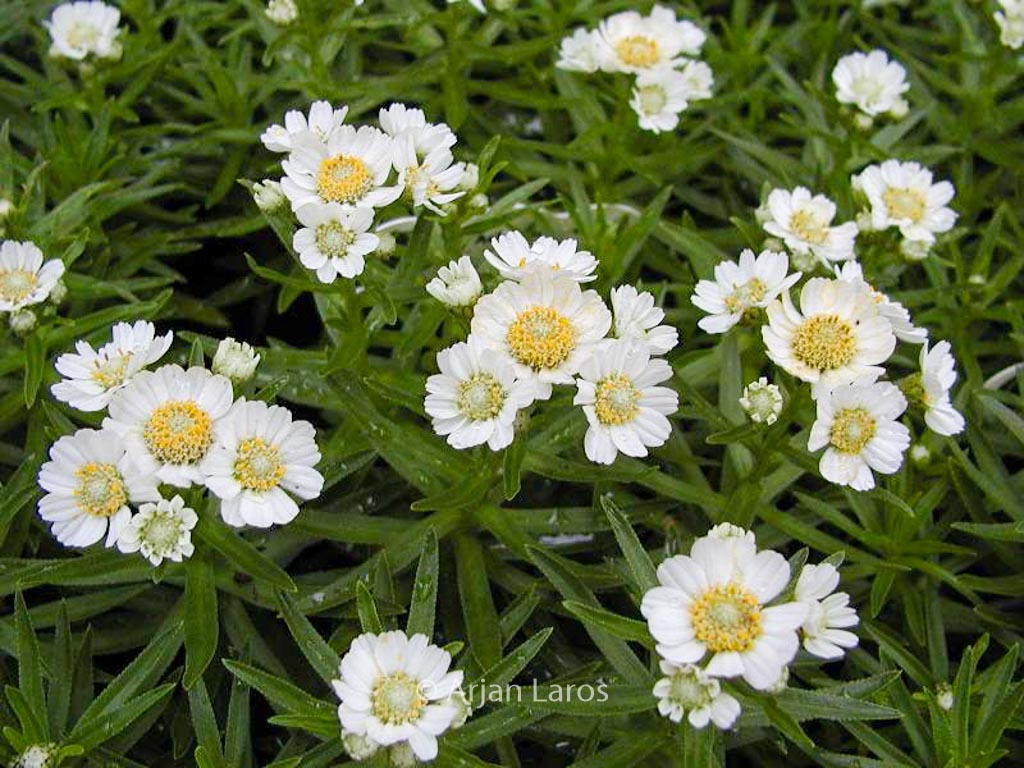 Achillea ptarmica ‚Nana Compacta‘
