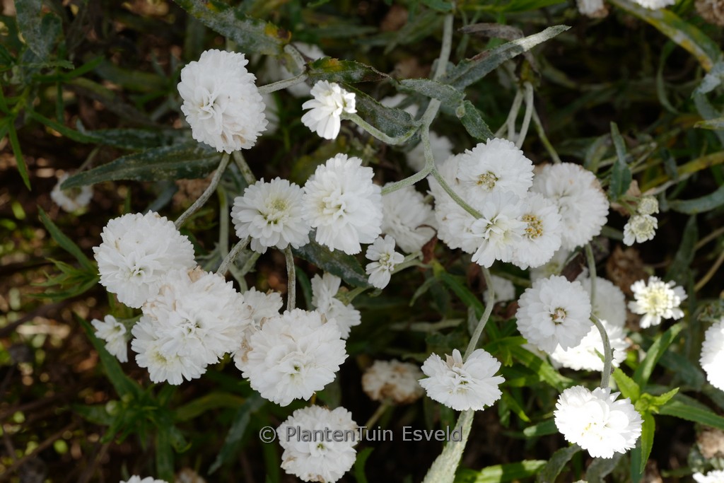 Achillea ptarmica ‚Peter Cottontail‘