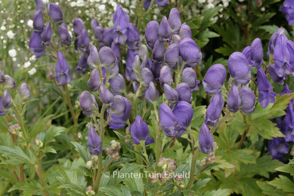 Aconitum carmichaelii ‚Arendsii‘