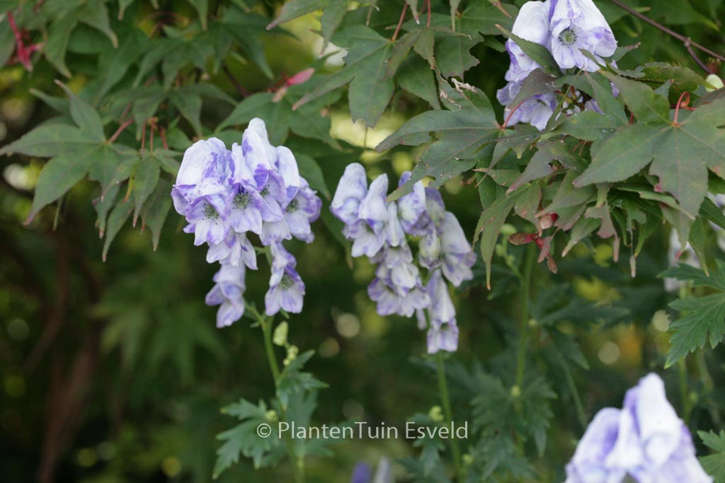 Aconitum carmichaelii ‚Cloudy‘