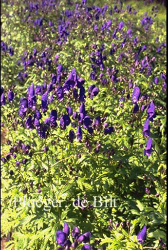 Aconitum henryi ‚Spark’s Variety‘