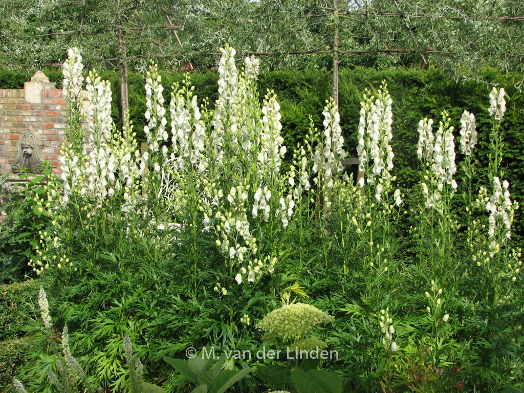 Aconitum napellus ‚Album‘