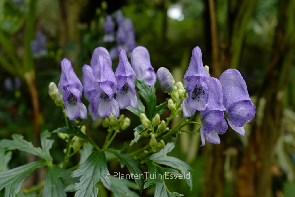Aconitum napellus