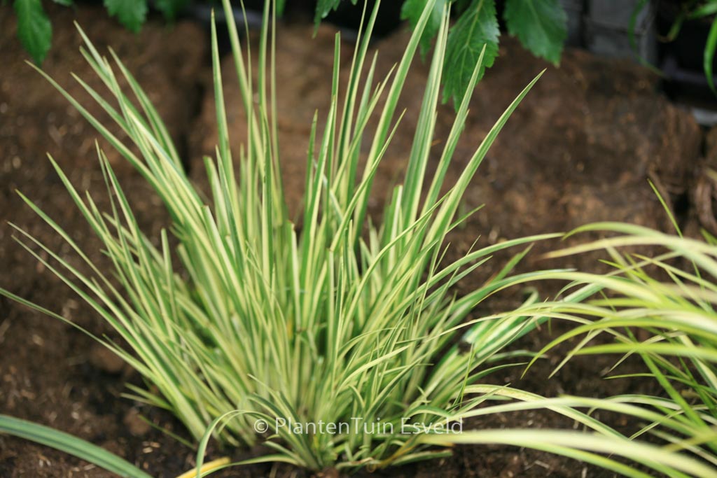 Acorus gramineus ‚Argenteostriatus‘