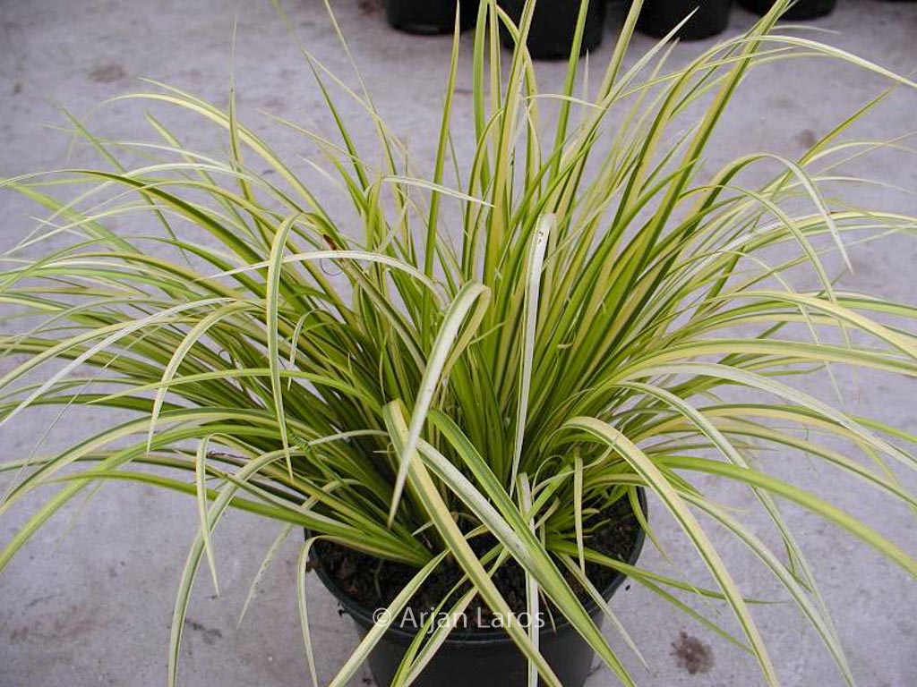 Acorus gramineus ‚Oborozuki‘