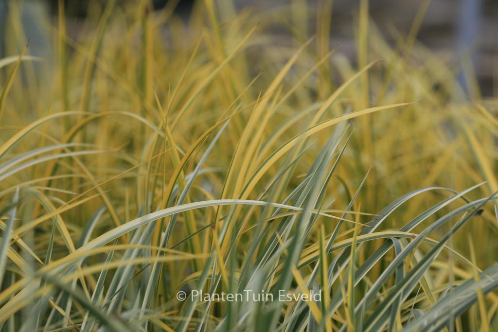 Acorus gramineus ‚Ogon‘