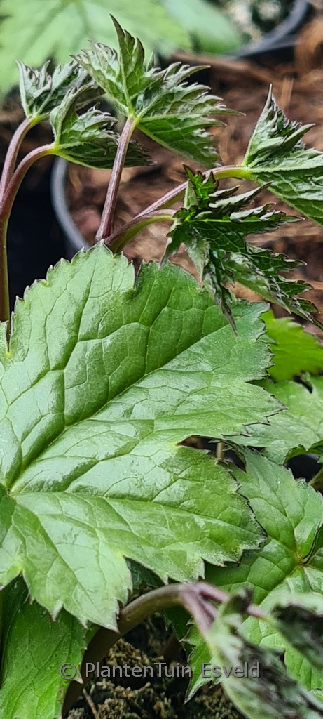 Actaea japonica ‚Silver Dance‘