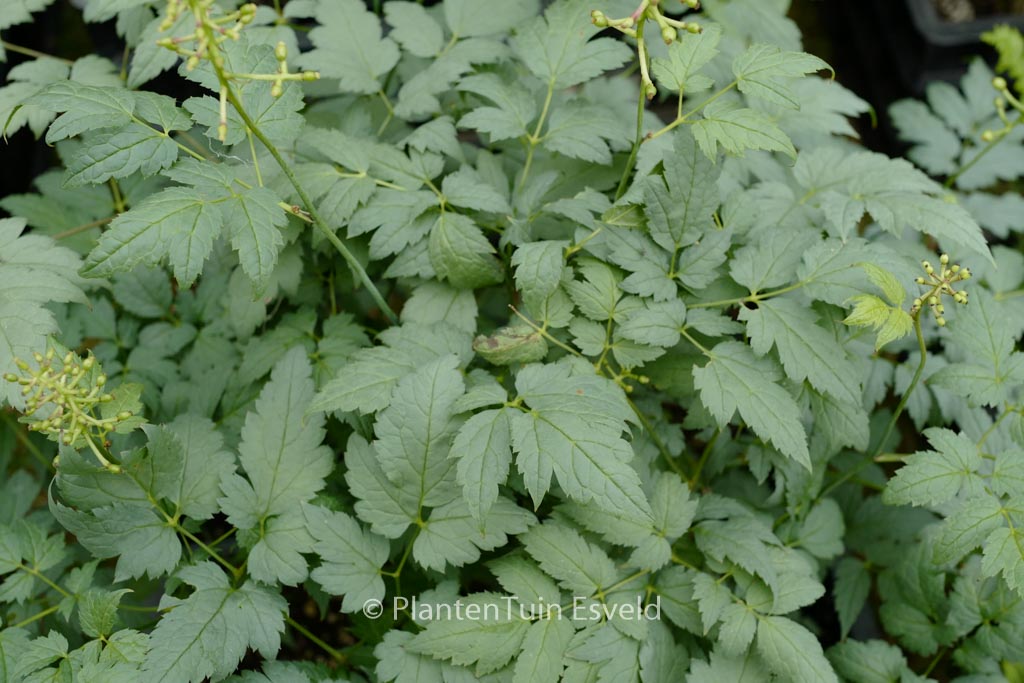 Actaea pachypoda ‚Misty Blue‘