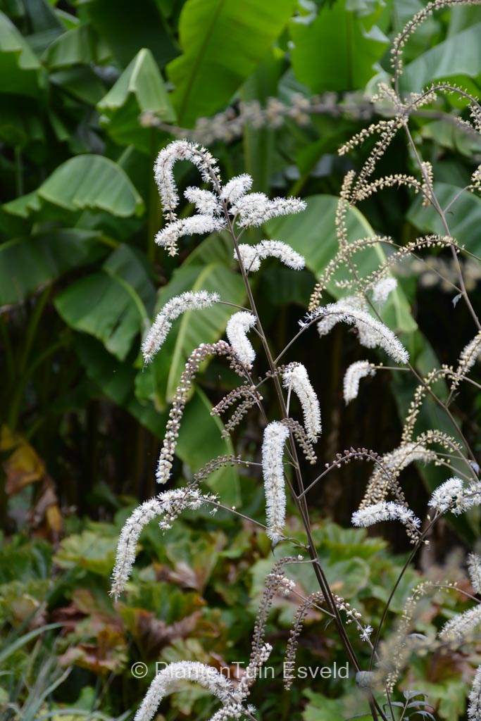 Actaea racemosa ‚Queen of Sheba‘
