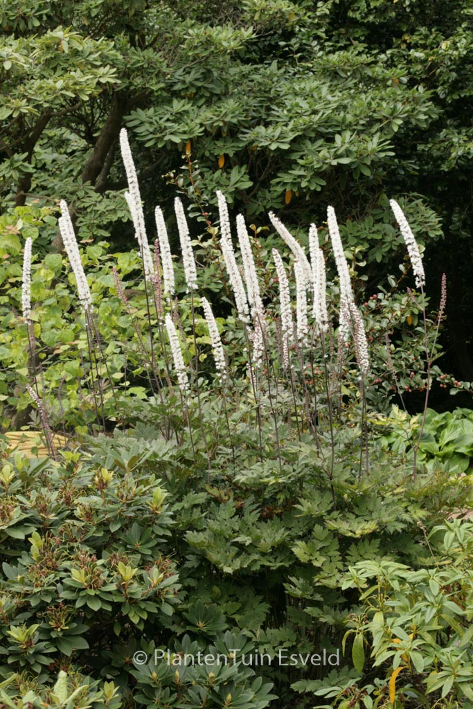 Actaea simplex ‚Atropurpurea‘