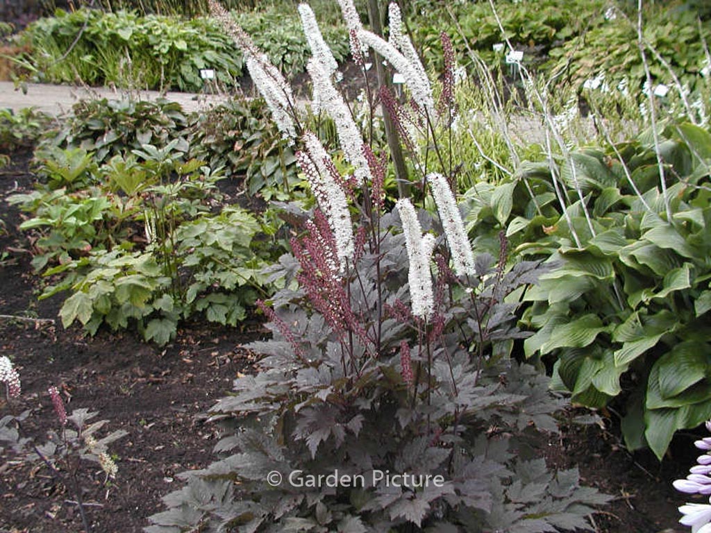 Actaea simplex ‚Brunette‘