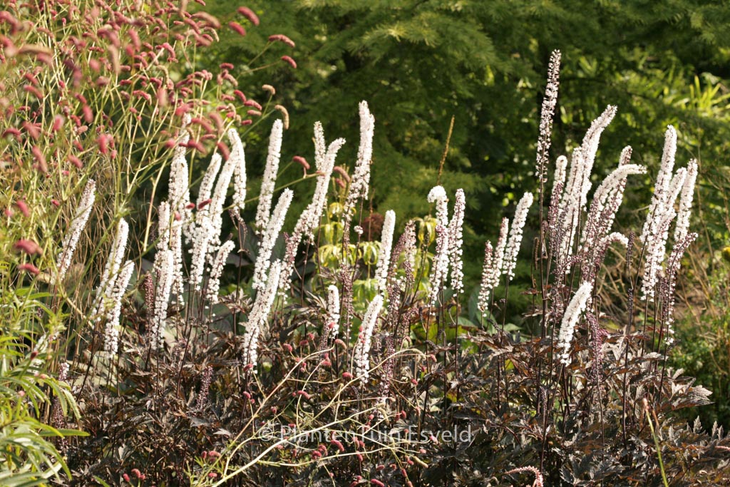 Actaea simplex ‚James Compton‘