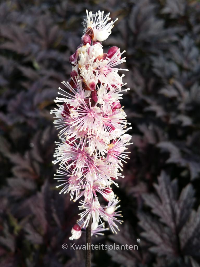 Actaea simplex ‚Pink Spike‘