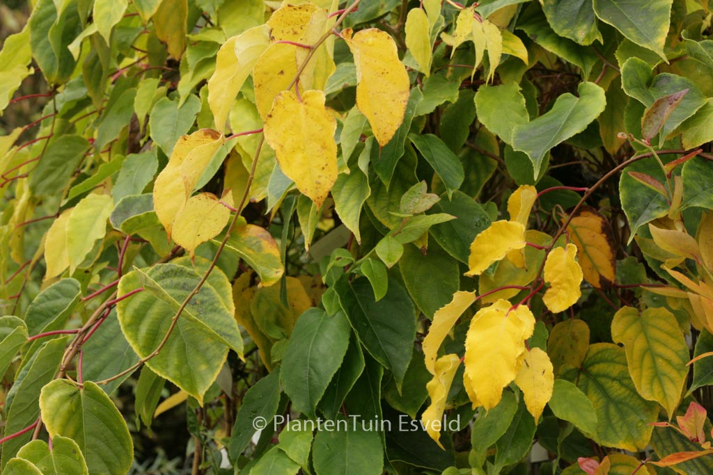 Actinidia arguta ‚Weiki‘ (mnl.)