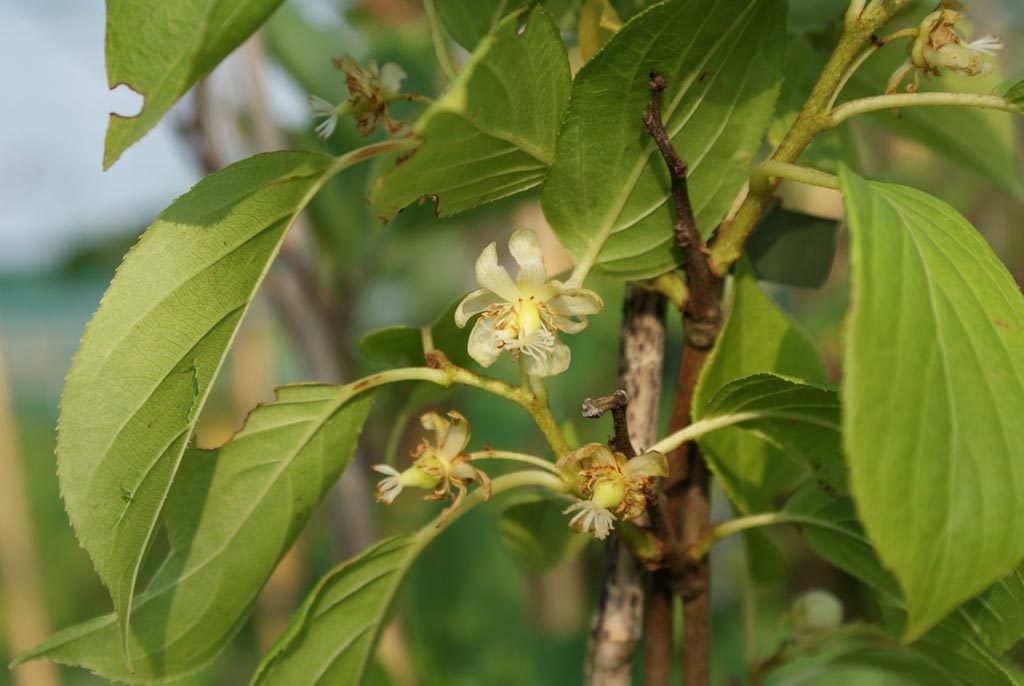 Actinidia arguta