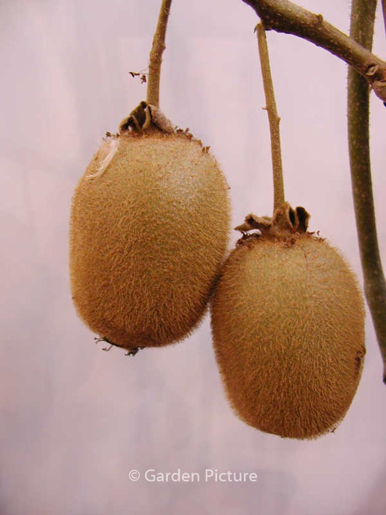 Actinidia deliciosa ‚Hayward‘