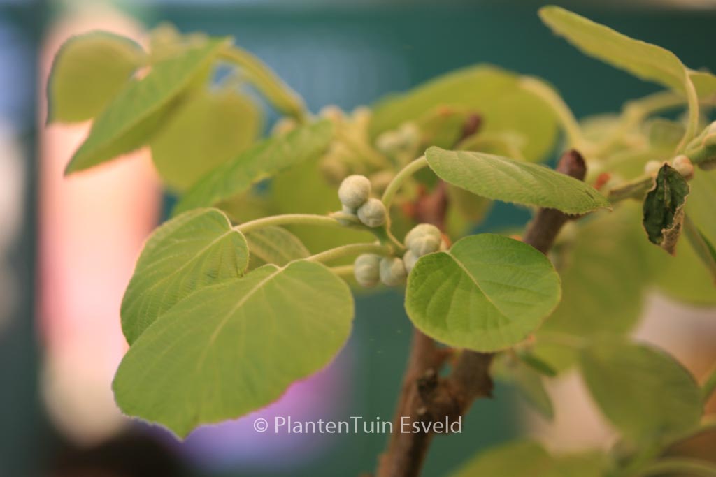 Actinidia deliciosa ‚Renact‘ (SOLISSIMO)
