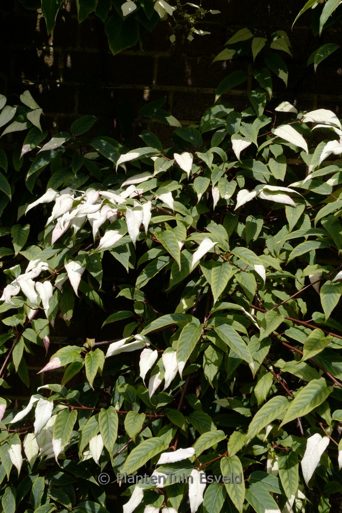 Actinidia pilosula