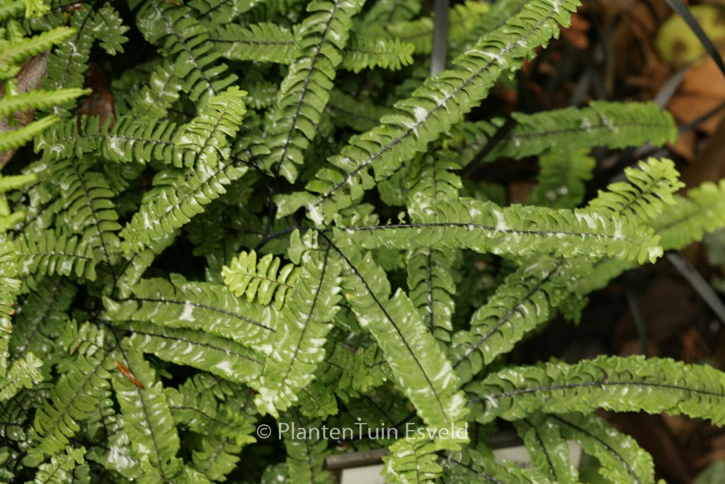 Adiantum pedatum ‚Imbricatum‘