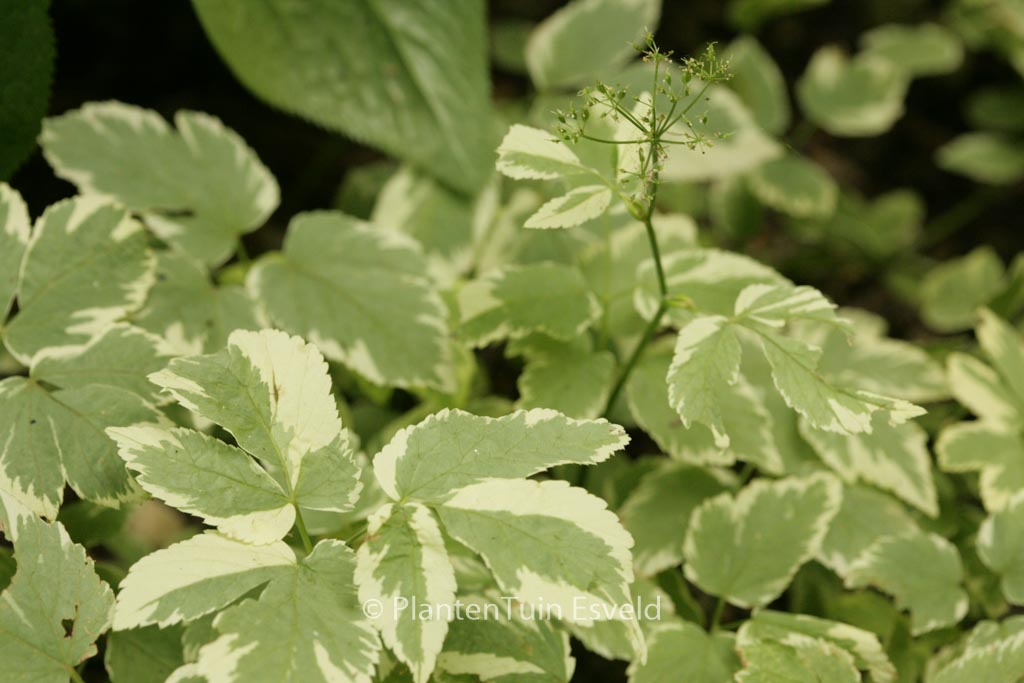 Aegopodium podagraria ‚Variegatum‘