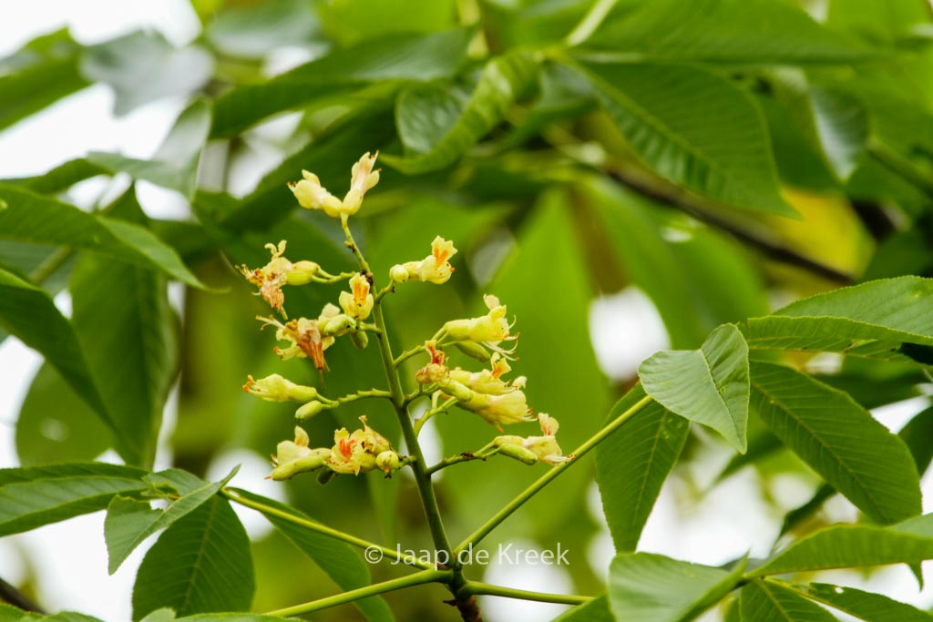 Aesculus ‚Autumn Splendor‘