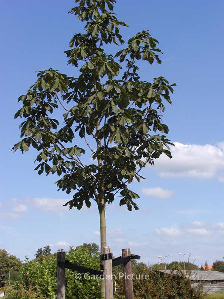 Aesculus ‚Plantieriensis‘