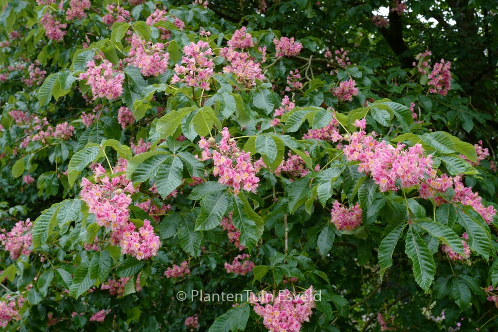 Aesculus carnea ‚Briotii‘