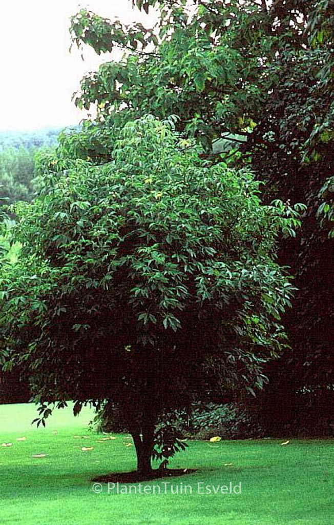 Aesculus flava ‚Vestita‘