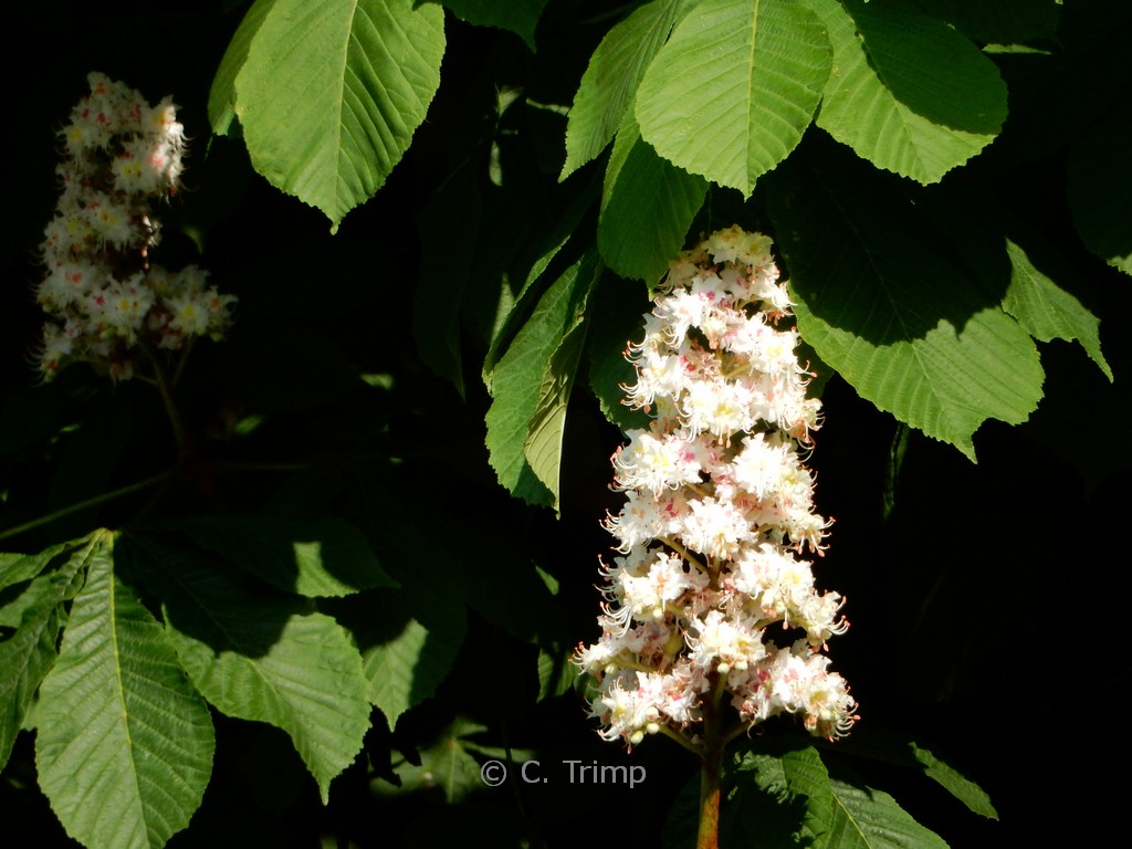 Aesculus hippocastanum ‚Baumannii‘
