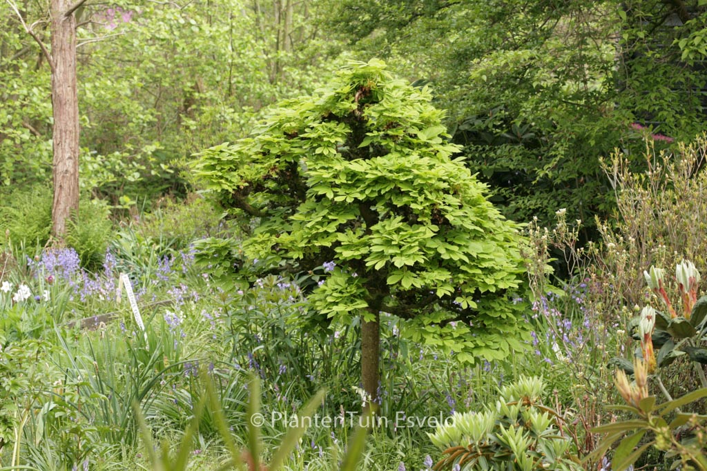 Aesculus hippocastanum ‚Monstrosa‘