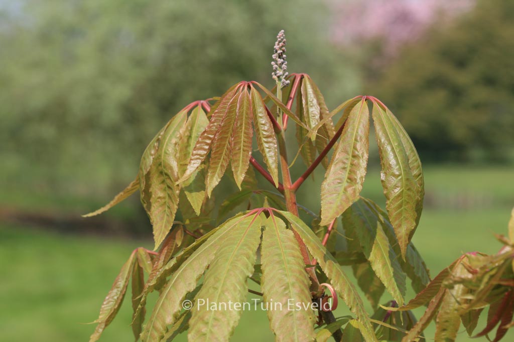 Aesculus indica ‚Sidney Pearce‘