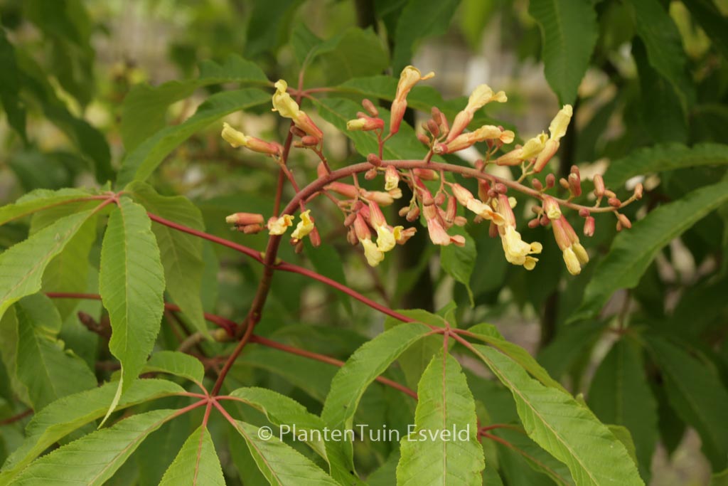Aesculus mutabilis ‚Penduliflora‘