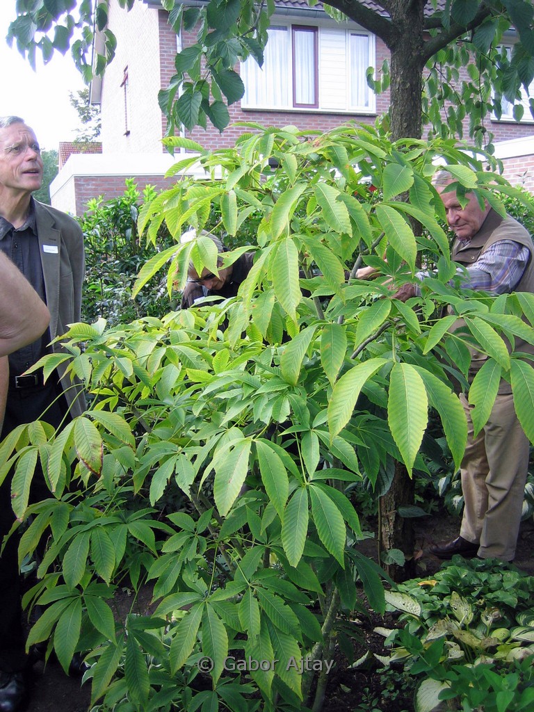 Aesculus neglecta ‚Autumn Fire‘